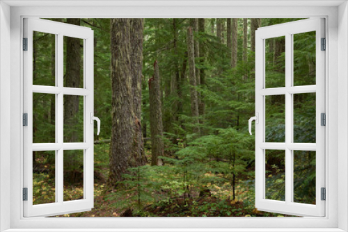 Fototapeta Naklejka Na Ścianę Okno 3D - Moss covered spruce dark forest in Oregon in the US Pacific Northwest.