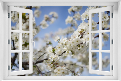 Fototapeta Naklejka Na Ścianę Okno 3D - Spring with a beautiful blooming cherry garden. Working bees in the background.