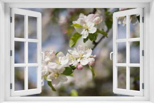 Fototapeta Naklejka Na Ścianę Okno 3D - Spring with a beautiful blooming cherry garden. Working bees in the background.