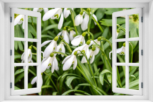 Fototapeta Naklejka Na Ścianę Okno 3D - Group of white blooming snowdrop plants as a symbol for growing spring in march