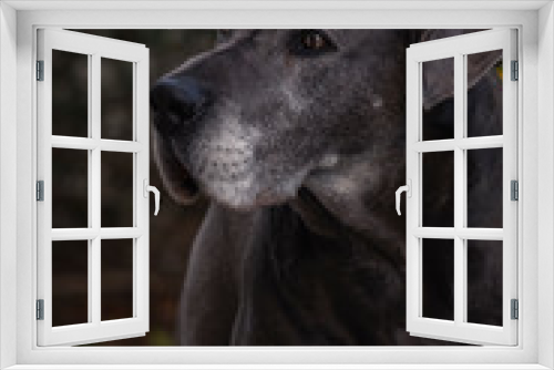 Fototapeta Naklejka Na Ścianę Okno 3D - Olhar atento de cachorro cinza dogue alemão great danne
