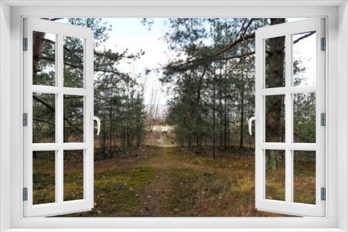 Fototapeta Naklejka Na Ścianę Okno 3D - Forest D
