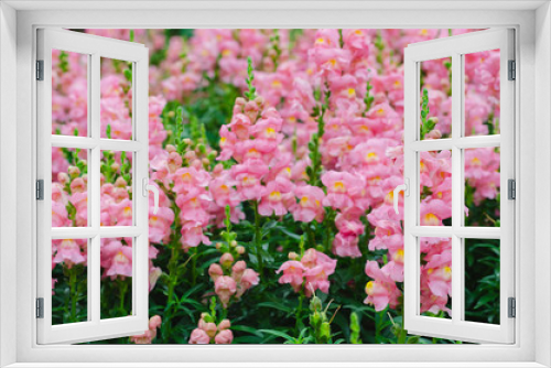 Fototapeta Naklejka Na Ścianę Okno 3D - Colorful snapdragon flowers in garden for spring season concept.