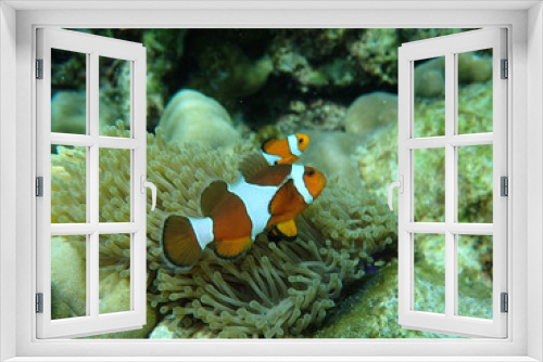 Fototapeta Naklejka Na Ścianę Okno 3D - Clown fish and anemone in Ko Lanta, Thailand
