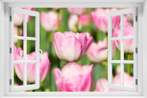 Fototapeta Naklejka Na Ścianę Okno 3D - Beautiful pink blooming tulips