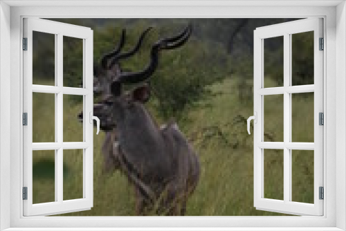 Fototapeta Naklejka Na Ścianę Okno 3D - Kudu Bulls portraits in the jungle, ZA