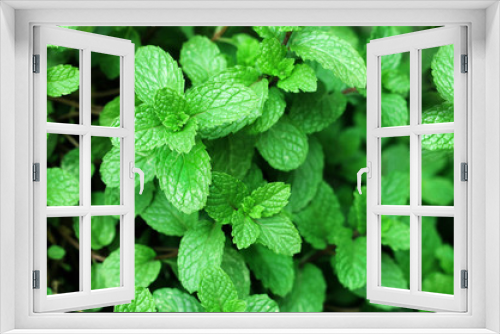 Fototapeta Naklejka Na Ścianę Okno 3D - Close up of green mint plant growing in the vegetable garden.