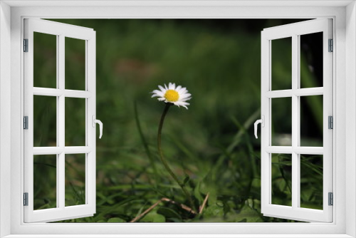 Fototapeta Naklejka Na Ścianę Okno 3D - daisy in green grass