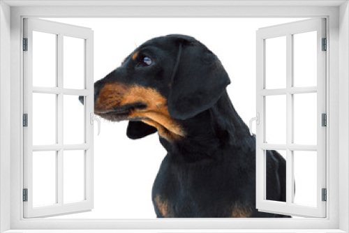 Fototapeta Naklejka Na Ścianę Okno 3D - Black and tan miniature smooth dachshund