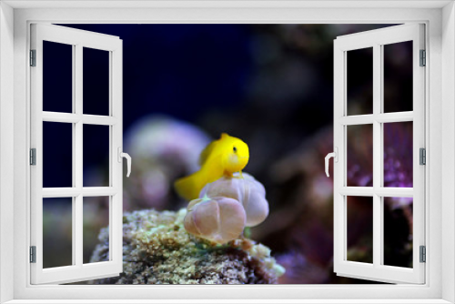 Fototapeta Naklejka Na Ścianę Okno 3D - Yellow clown coral goby isolated in aquarium