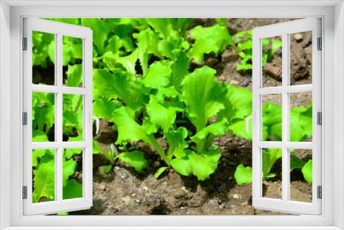 Fototapeta Naklejka Na Ścianę Okno 3D - Young bright green lettuce salad growing in rocky ground.