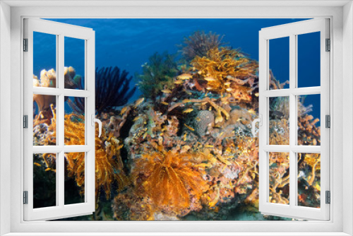 Fototapeta Naklejka Na Ścianę Okno 3D - Seascape with different types of hard and soft corals, sea lilies (Crinoidea).