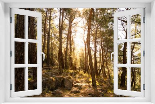 Fototapeta Naklejka Na Ścianę Okno 3D - Panoramic forest at sunrise