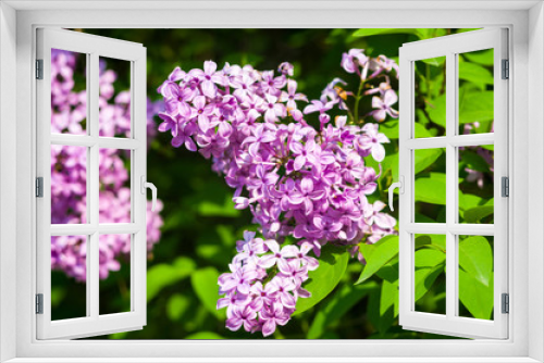 Fototapeta Naklejka Na Ścianę Okno 3D - Branch with spring blossoms pink lilac flowers, bright blooming floral background.