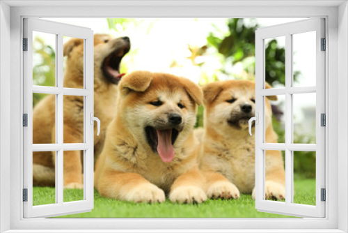 Fototapeta Naklejka Na Ścianę Okno 3D - Cute Akita Inu puppies on green grass outdoors. Baby animals