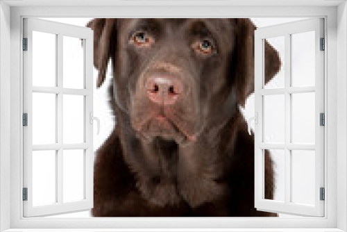 Fototapeta Naklejka Na Ścianę Okno 3D - Dog breed Chocolate Labrador on a white background