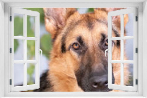 Fototapeta Naklejka Na Ścianę Okno 3D - Brown and yellow German Shepherd Dog Close Up Portrait