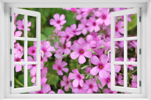 Fototapeta Naklejka Na Ścianę Okno 3D - ピンクのムラサキカタバミの花