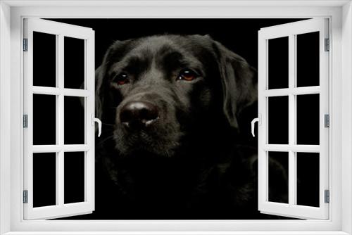 Fototapeta Naklejka Na Ścianę Okno 3D - Portrait of a lovely labrador retriever