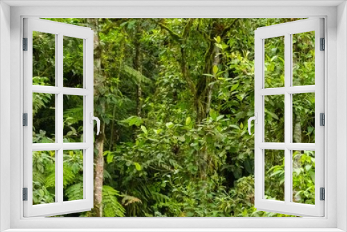 Fototapeta Naklejka Na Ścianę Okno 3D - A jungle or rainforest texture in the Ecuadorian Andes