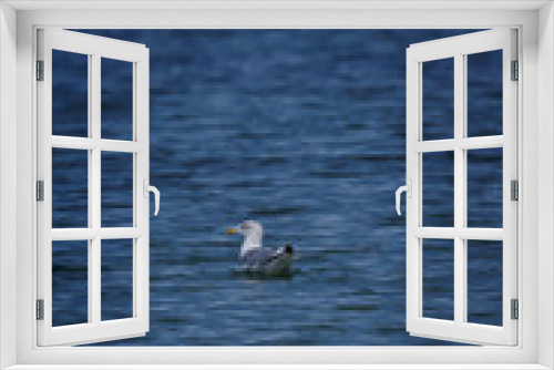 Fototapeta Naklejka Na Ścianę Okno 3D - gull swimming on the water