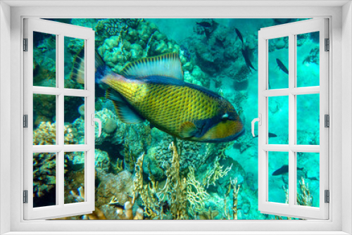 Fototapeta Naklejka Na Ścianę Okno 3D - Titan triggerfish (Balistoides viridescens) in the coral reef in Red Sea