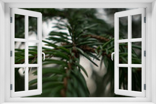 Fototapeta Naklejka Na Ścianę Okno 3D - spruce branch