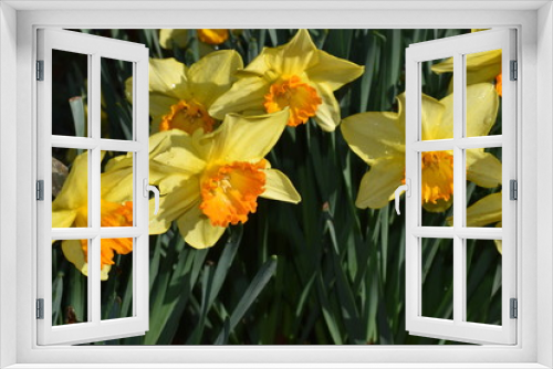 Fototapeta Naklejka Na Ścianę Okno 3D - Flower Chorus-667