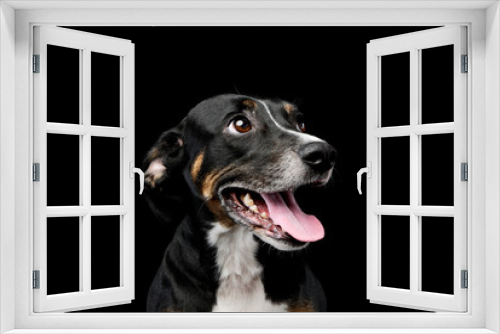 Fototapeta Naklejka Na Ścianę Okno 3D - Portrait of a lovely mixed breed dog