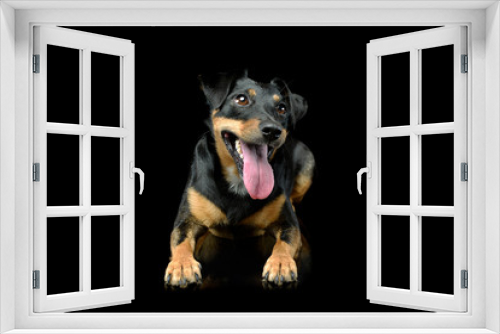 Fototapeta Naklejka Na Ścianę Okno 3D - Studio shot of an adorable Jack Russell Terrier puppy