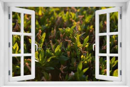 Fototapeta Naklejka Na Ścianę Okno 3D - Young Green Grass - Close-up
