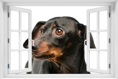 Fototapeta Naklejka Na Ścianę Okno 3D - Portrait of an adorable Dachshund