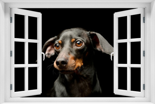 Fototapeta Naklejka Na Ścianę Okno 3D - Portrait of an adorable Dachshund