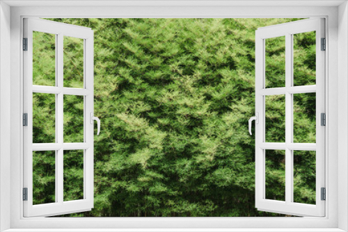 Fototapeta Naklejka Na Ścianę Okno 3D - bamboo leaves background , bamboo