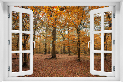 Fototapeta Naklejka Na Ścianę Okno 3D - French forest during the Fall season, autumn scene with yellow, orange and red leaves on trees and fallen on the ground