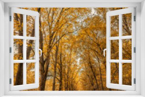 Fototapeta Naklejka Na Ścianę Okno 3D - French forest lane in the fall with yellow, orange and red leaves on trees and fallen on the ground, France in Autumn