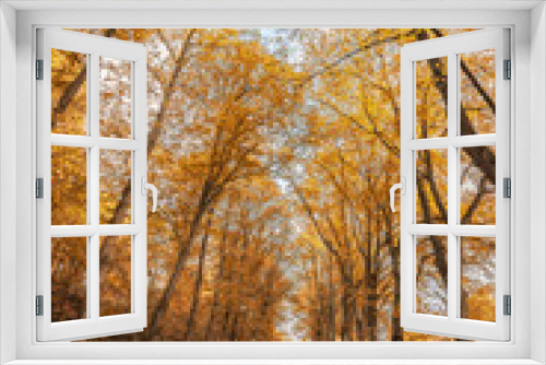 Fototapeta Naklejka Na Ścianę Okno 3D - French forest lane in the fall with yellow, orange and red leaves on trees and fallen on the ground