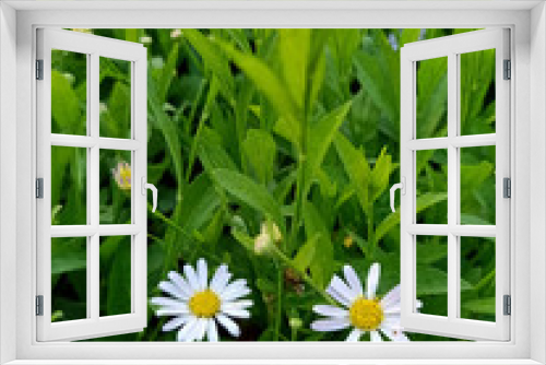 Fototapeta Naklejka Na Ścianę Okno 3D - Two White flowers in a garden