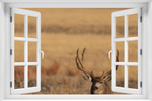 Fototapeta Naklejka Na Ścianę Okno 3D - Buck Mule Deer in Colorado in the fall Rut