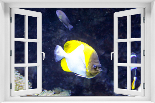 Fototapeta Naklejka Na Ścianę Okno 3D - Fische im Riff, Meeresbewohner fühlen sich im Riff sicher