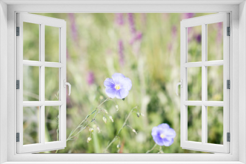 Fototapeta Naklejka Na Ścianę Okno 3D - blue wild flowers, natural spring beautiful background, two flowers
