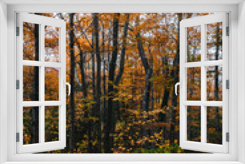 Fototapeta Naklejka Na Ścianę Okno 3D - Catskills Mountains Fall Foliage Hike