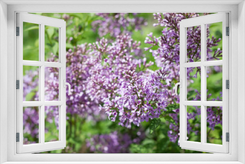 Fototapeta Naklejka Na Ścianę Okno 3D - purple lilac outdoors. Gentle spring background. Spring May Flowers