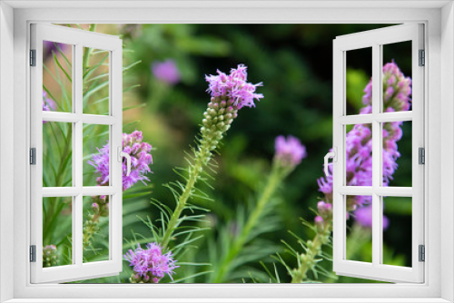 Fototapeta Naklejka Na Ścianę Okno 3D - flowers of lavender