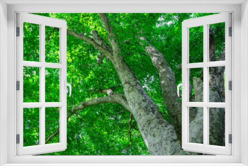 Fototapeta Naklejka Na Ścianę Okno 3D - 緑が生い茂るブナ林