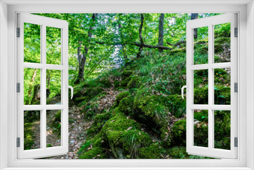 Fototapeta Naklejka Na Ścianę Okno 3D - Germany, Moselkern Forest