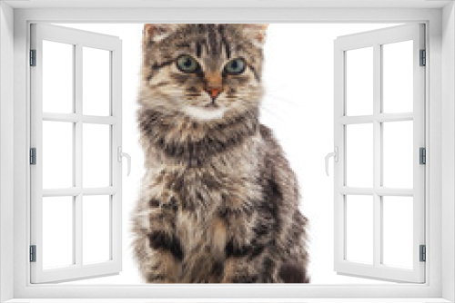 Fototapeta Naklejka Na Ścianę Okno 3D - Little gray kitten .