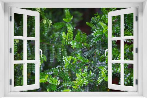 Fototapeta Naklejka Na Ścianę Okno 3D - Green leaves background or the naturally walls texture Ideal for use in the design fairly.