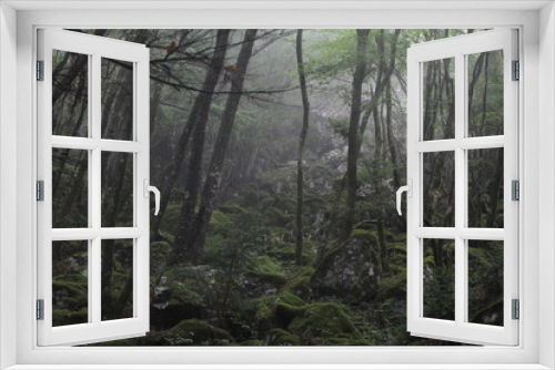 Fototapeta Naklejka Na Ścianę Okno 3D - Moss forest_010