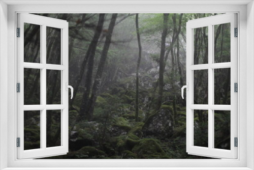 Fototapeta Naklejka Na Ścianę Okno 3D - Moss forest_009
